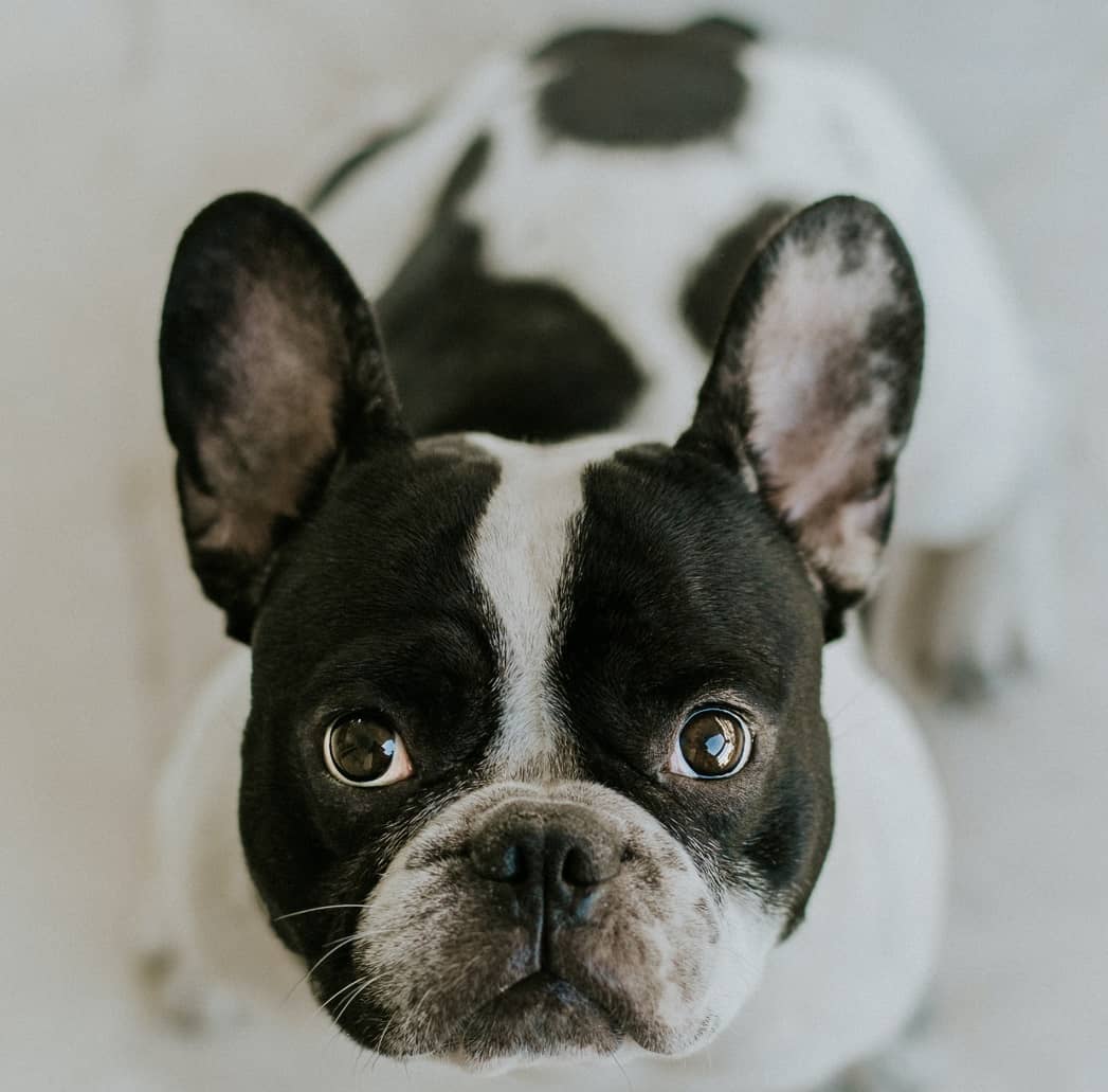 Interesting Facts about Black And White French Bulldog