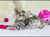 Cat Brings Toys to Bed